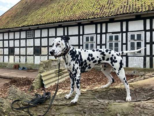 Hundetreffen-Hundekontakt, Ruhe bewahren, aber auch Spaß haben-Bild