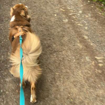 Hundetreffen-Man-Trailing-Bild