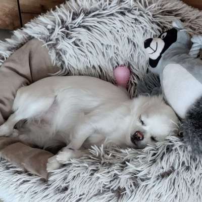 Hundetreffen-Chihuahua Mädchen sucht-Bild