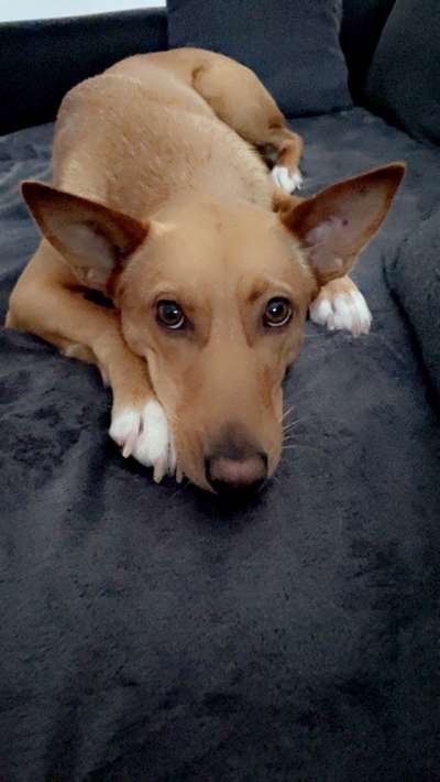 Dogorama Photo Challenge - Portrait-Beitrag-Bild