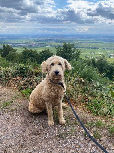 Goldendoodle-Beitrag-Bild