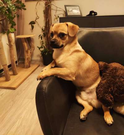 CHALLENGE NR. 19 - Der Hundeblick-Beitrag-Bild