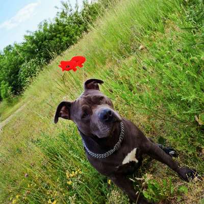 Hundetreffen-Spiel Spaß und Spannung 🐕-Bild