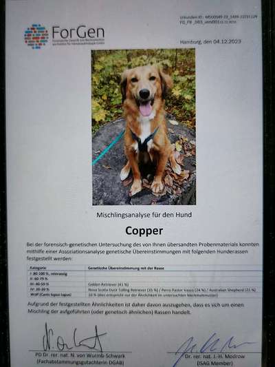 Welche Rasse ist mein Hund ?-Beitrag-Bild