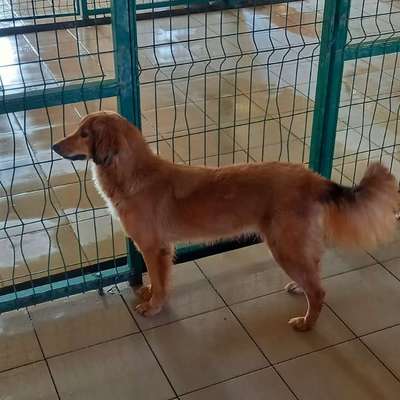 Entscheidung für euren Hund-Beitrag-Bild