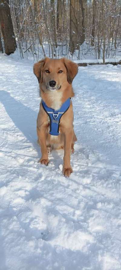 TierschutzhundeStammtisch🐕-Beitrag-Bild