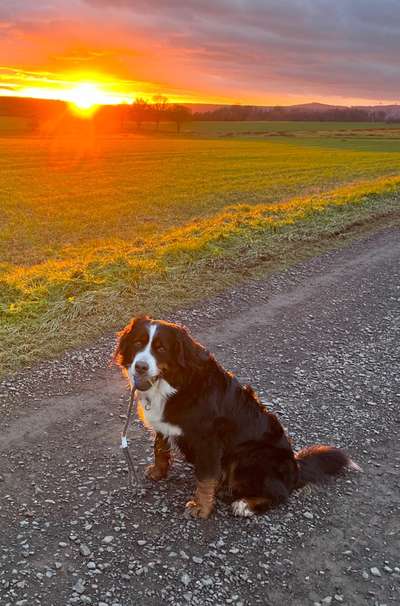 Berner Sennen-Beitrag-Bild