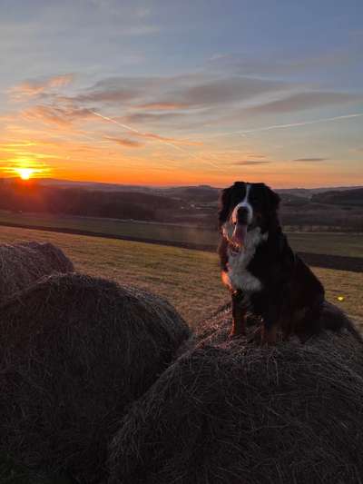 Berner Sennen-Beitrag-Bild