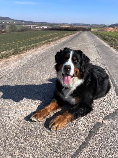 Berner Sennen-Beitrag-Bild