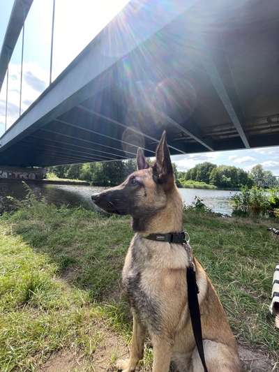 Die Dogorama Kalender Challenge 4/4-Beitrag-Bild