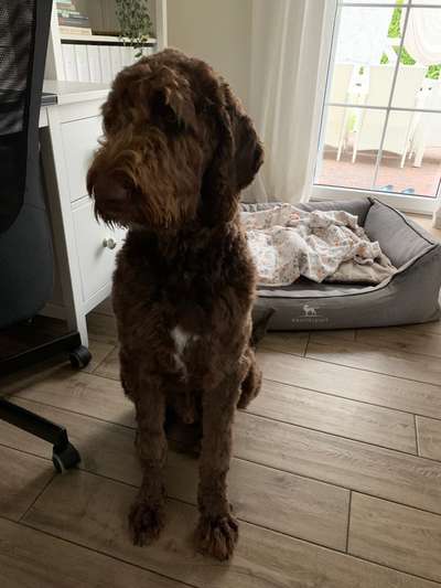 Labradoodle gesucht-Beitrag-Bild