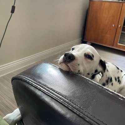 Hundetreffen-Welpen-PlayStation