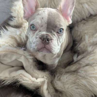 Hundetreffen-Spiel Freunde gesucht-Bild