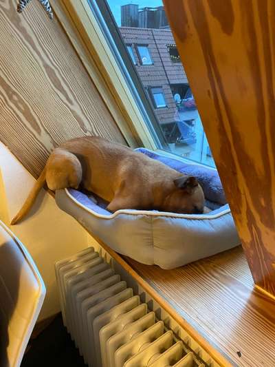 Challenge Nr 14
Eure Fellnasen auf ihrem Lieblingsplatz-Beitrag-Bild