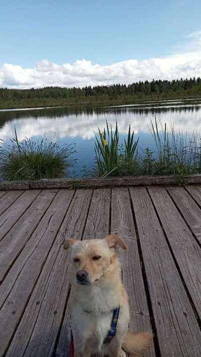 TierschutzhundeStammtisch🐕-Beitrag-Bild