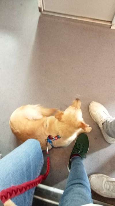 TierschutzhundeStammtisch🐕-Beitrag-Bild