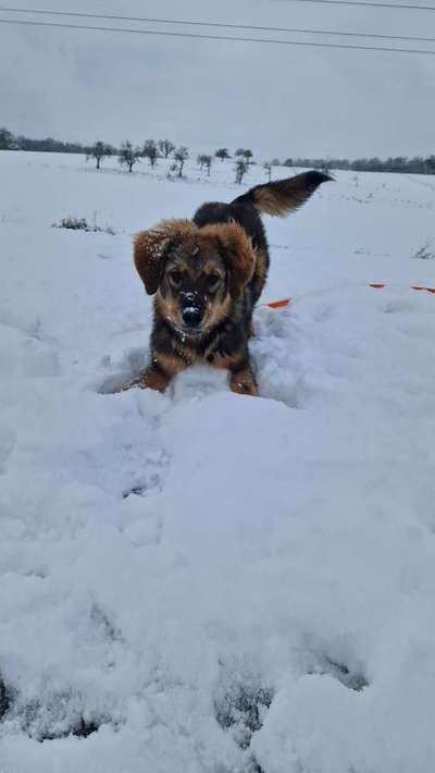 Hundetreffen-Treffen zum Spaziergang-Bild