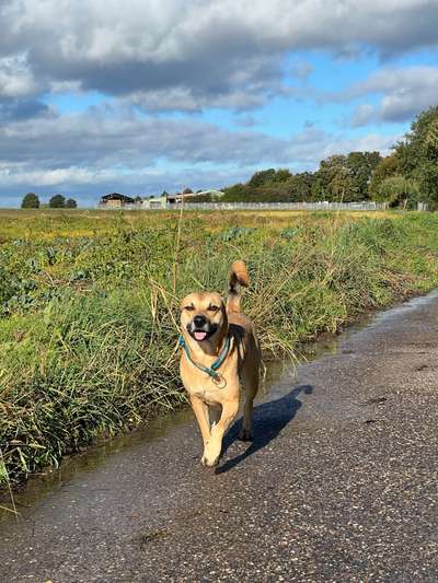 Hundetreffen-Gemeinsames Spazieren nach Absprache 🐕🏞️-Bild