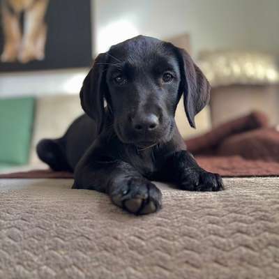 Hundetreffen-Spielrunde nach Absprache-Bild