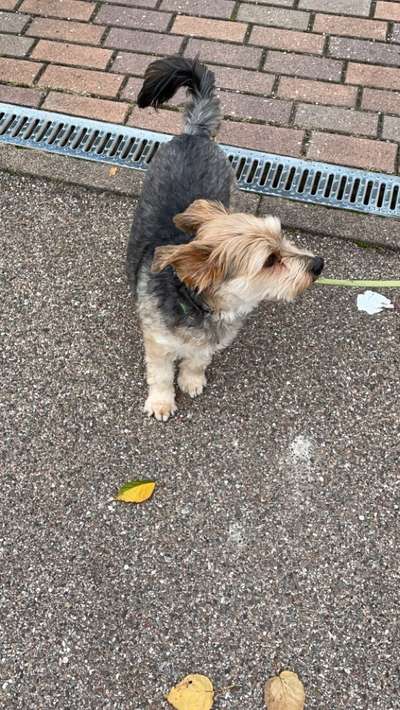 Hundetreffen-Abendliches Gassi gehen-Bild