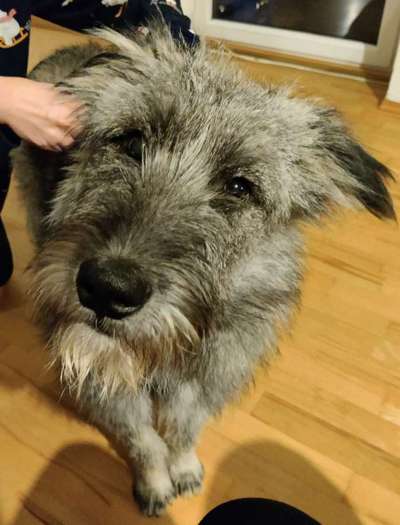 Dogorama Photo Challenge - Hundeblick zum hinschmelzen-Beitrag-Bild