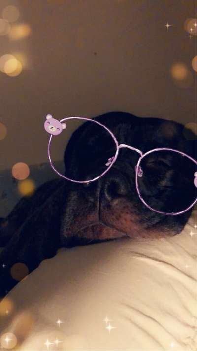 Hunde Memes-Beitrag-Bild