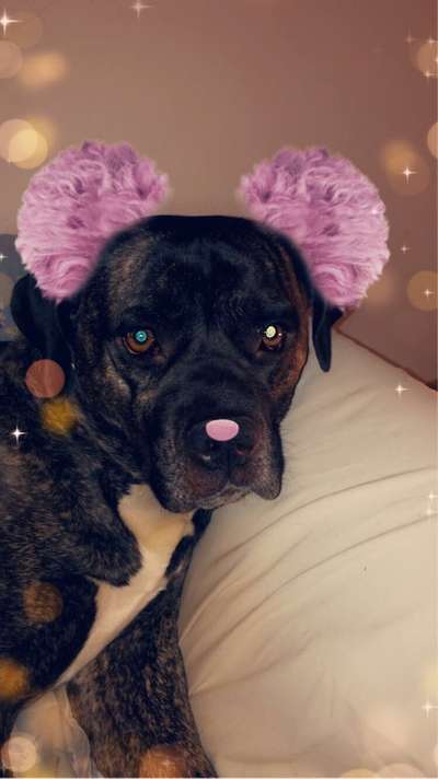 Hunde Memes-Beitrag-Bild