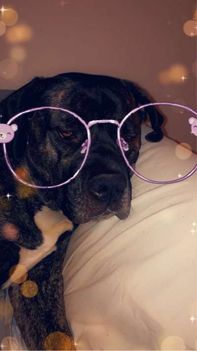 Hunde Memes-Beitrag-Bild