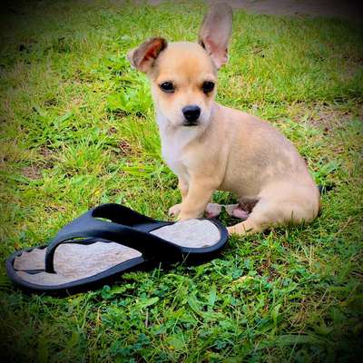 Die Dogorama Kalender Challenge Titelbild-Beitrag-Bild