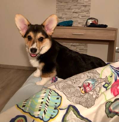 Seltene Rassen!-Beitrag-Bild