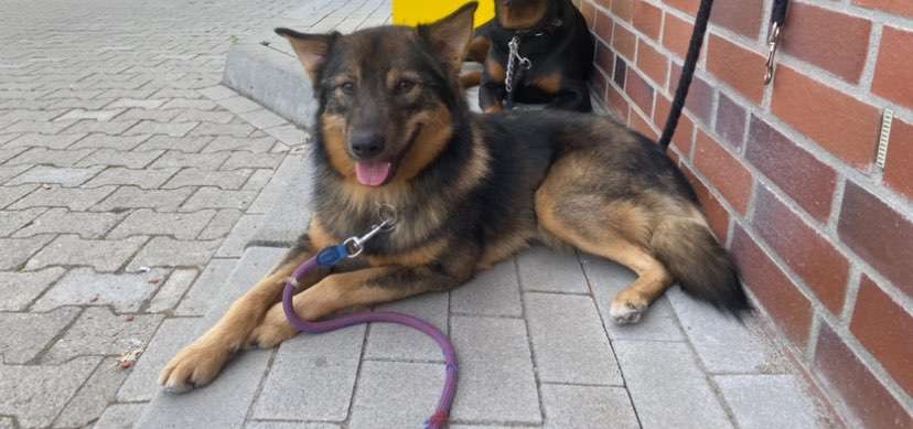 Hunde aus Rumänien-Beitrag-Bild