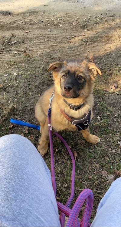 Mischlinge raten - Rätselspaß-Beitrag-Bild