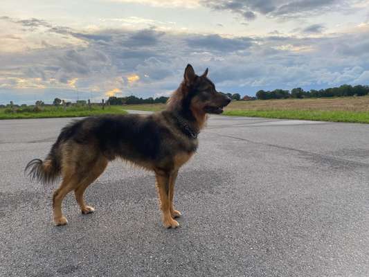 Hunde aus Rumänien-Beitrag-Bild