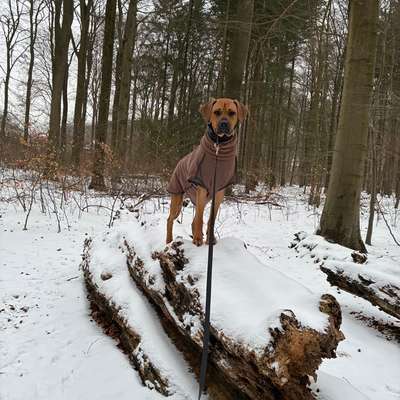 Hundetreffen-Treffen mit große Hunde-Bild