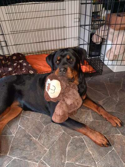 Rottweiler/-Mischlinge-Beitrag-Bild