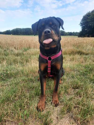 Tongue Out Tuesday-Beitrag-Bild