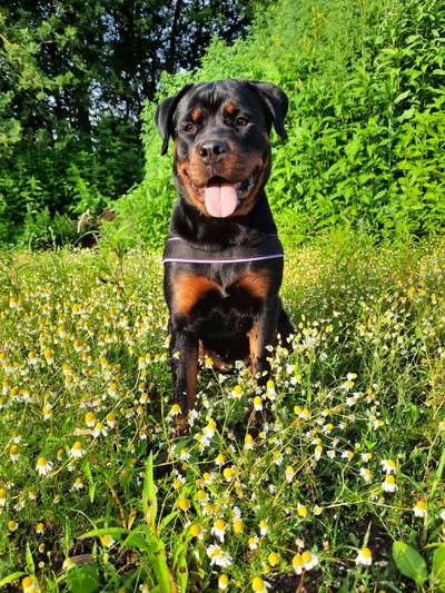 Rottweiler-Beitrag-Bild