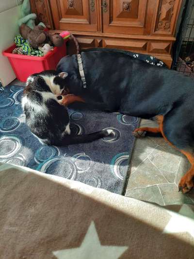 Hund und Katz Momente-Beitrag-Bild