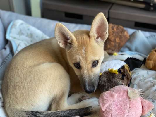 Dogorama Photo Challenge - Hundeblick zum hinschmelzen-Beitrag-Bild