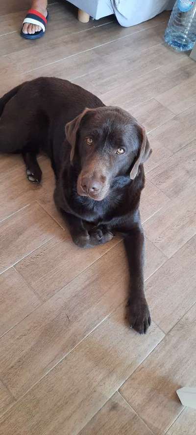 Labradorfans-Beitrag-Bild