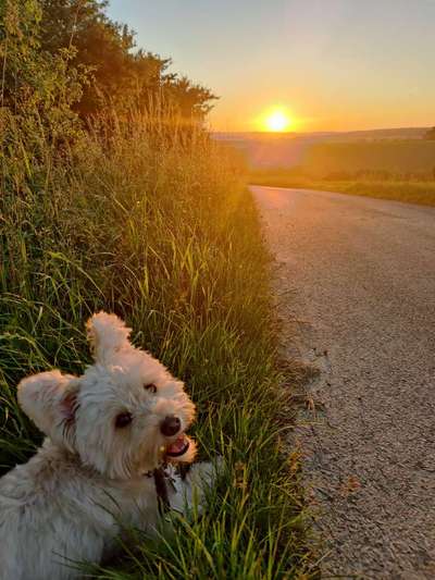 Die Dogorama Kalender Challenge Titelbild-Beitrag-Bild