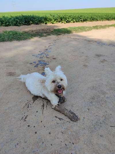 Die Dogorama Kalender Challenge Titelbild-Beitrag-Bild