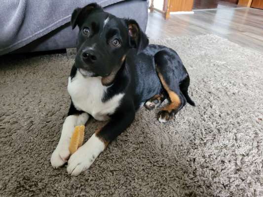 Auslandstierschutz-Beitrag-Bild