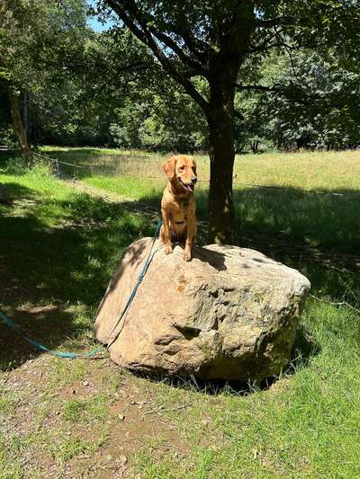 Hundetreffen-Social walk-Bild