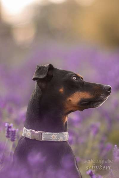 Hundetreffen-entspannte Gassirunde-Bild