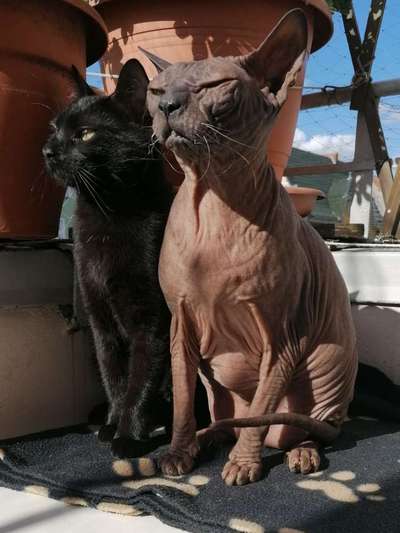 Andere Haustiere?-Beitrag-Bild