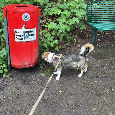 Hundetreffen-Gassirunde mit Choppy-Bild