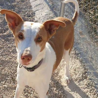 Tierschutz - Auslandstierschutz oder örtliches Tierheim?-Beitrag-Bild