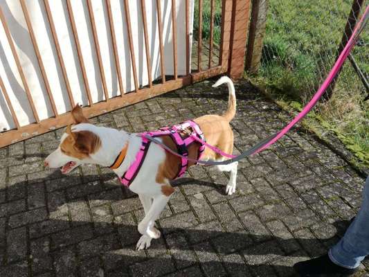 Tierschutz - Auslandstierschutz oder örtliches Tierheim?-Beitrag-Bild