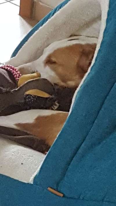 Tierschutz - Auslandstierschutz oder örtliches Tierheim?-Beitrag-Bild